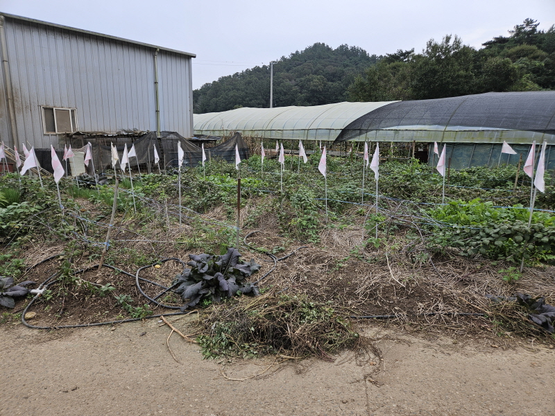 990073733_IRti9CxO_538b99df2c1f3ed74e8f595cc6a7b4f5c83c92ac.jpg 이미지크게보기